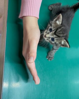 一般社団法人 彩の猫 埼玉県南部を活動の拠点にしている愛護団体です